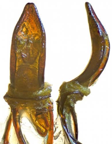 Réf. 242 763 : Otiorhynchus malefidus